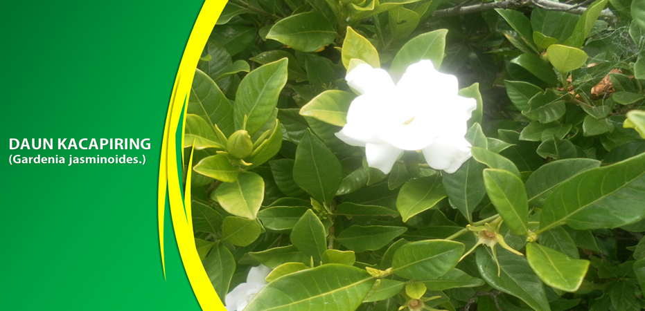 Khasiat Daun Kacapiring Obati Demam Khasiat Daun Kacapiring Obati Demam